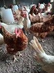 Old Layers - 150 Chickens - 2