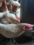 Old Layers - 150 Chickens - 3