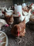 Old Layers - 150 Chickens - 4