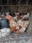 Old Layers - 150 Chickens - 5