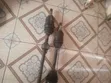 Toyota Corolla Drive Shaft (2005-2017) - 4