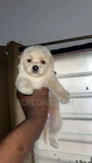 Purebred Female Poodle Puppy (1-3 Months)