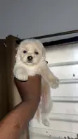 Purebred Female Poodle Puppy (1-3 Months) - 1