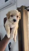 Purebred Female Poodle Puppy (1-3 Months) - 2