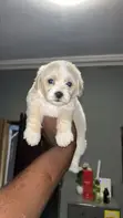 Purebred Female Poodle Puppy (1-3 Months) - 3