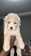 Purebred Female Poodle Puppy (1-3 Months) - 4