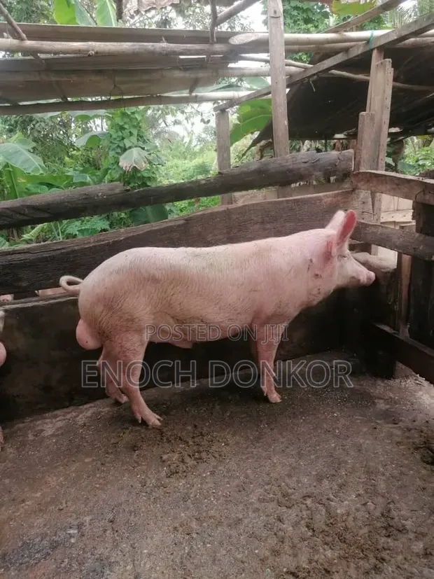 Fatless Fully Grown Pigs - 1