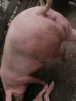 Fatless Fully Grown Pigs - 2