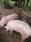 Fatless Fully Grown Pigs - 3