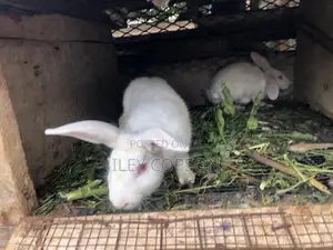 Local and Foreign Rabbits for Sale