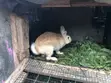 Local and Foreign Rabbits for Sale - 2