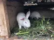 Local and Foreign Rabbits for Sale - 3