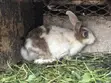 Local and Foreign Rabbits for Sale - 4