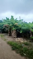 Plots of Land for Sale in Koforidua Asorkore Dabiaem - 1