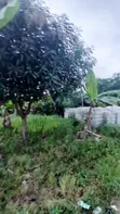 Plots of Land for Sale in Koforidua Asorkore Dabiaem - 2