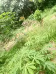 1 Acre Roadside Land for Sale, Kwahu Bepong - 1
