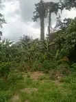 1 Acre Roadside Land for Sale, Kwahu Bepong - 2
