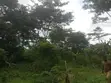 1 Acre Roadside Land for Sale, Kwahu Bepong - 3