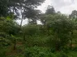 1 Acre Roadside Land for Sale, Kwahu Bepong - 4