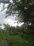 1 Acre Roadside Land for Sale, Kwahu Bepong - 5