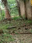 Farm Lands for Sale in Kintampo North Municipal - 1
