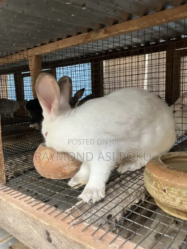 Healthy Rabbits Available - 1