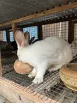 Healthy Rabbits Available - 1