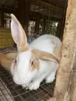 Healthy Rabbits Available - 2