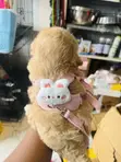 Grade A Small Harness with Leash - 1