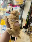 Grade A Small Harness with Leash - 4