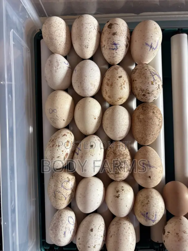 Organic Fertilized Turkey Eggs - 1
