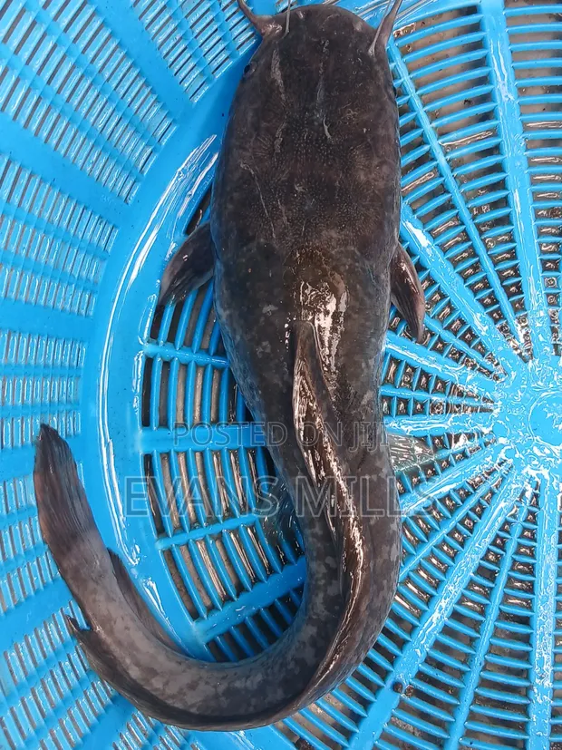 Fresh Catfish for Sale - 1