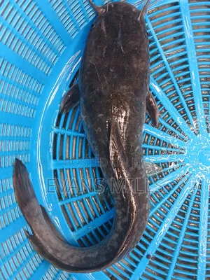 Fresh Catfish for Sale