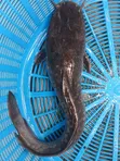 Fresh Catfish for Sale - 1