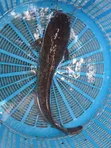 Fresh Catfish for Sale - 2