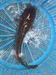 Fresh Catfish for Sale - 3