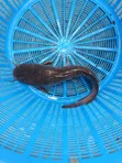 Fresh Catfish for Sale - 4