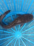 Fresh Catfish for Sale - 5