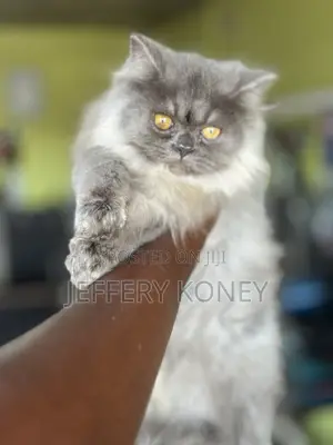 Purebred Persian Kitten - 4 Months Old