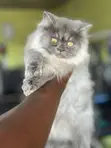 Purebred Persian Kitten - 4 Months Old - 1