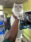 Purebred Persian Kitten - 4 Months Old - 2