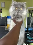 Purebred Persian Kitten - 4 Months Old - 3