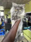Purebred Persian Kitten - 4 Months Old - 4