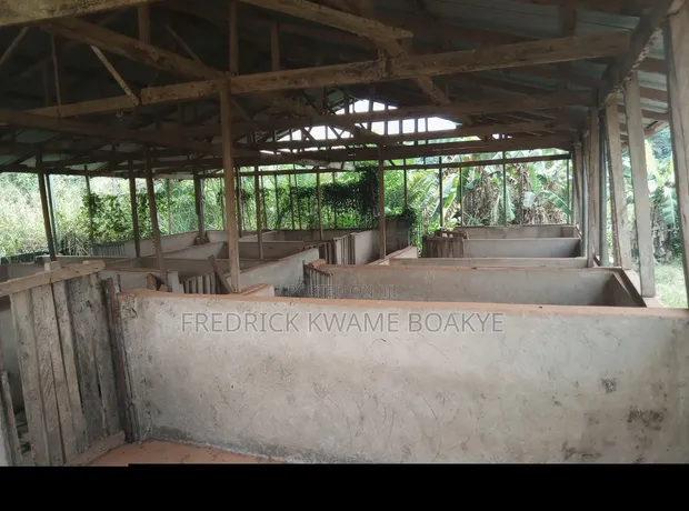 Pig Farm for Sale at Mankranso Dwenewoho - 1