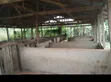 Pig Farm for Sale at Mankranso Dwenewoho - 1