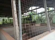 Pig Farm for Sale at Mankranso Dwenewoho - 5