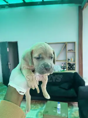 Female Cane Corso Puppy - 0-1 Month