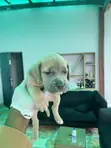 Female Cane Corso Puppy - 0-1 Month - 1