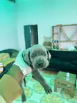 Female Cane Corso Puppy - 0-1 Month - 2