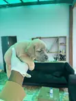 Female Cane Corso Puppy - 0-1 Month - 3